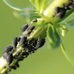 6 Ways to Kill Aphids Naturally So They Stay Dead – Operations Can Assist in Minimizing Insect!