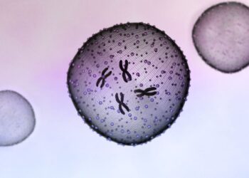 Which Of The Following Best Explains A Distinction Between Metaphase I And Metaphase Ii?