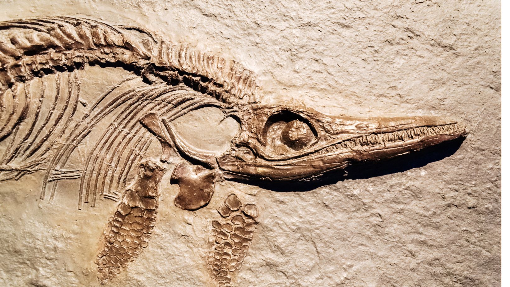 A Crucial Tool for Exploring Earth's Biodiverse History What is the