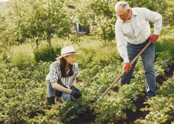 buah togel panen setiap hari