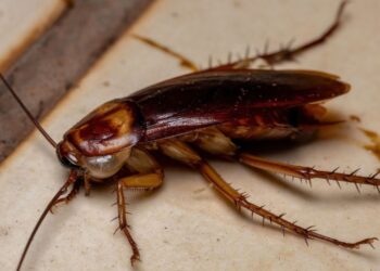 Pest Control for Gaming Station: Essential Tips to Protect Your Setup