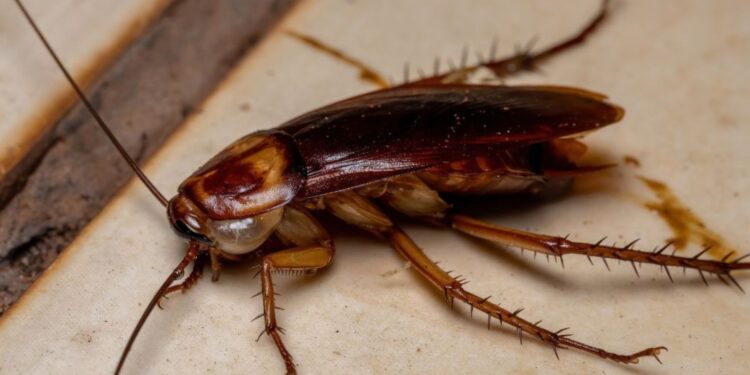 Pest Control for Gaming Station: Essential Tips to Protect Your Setup