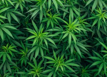 What Are the Long-term Effects of Using Medical Marijuana?