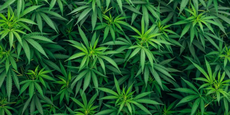 What Are the Long-term Effects of Using Medical Marijuana?