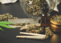 3 Interesting Facts About Jungle Gelato Strain
